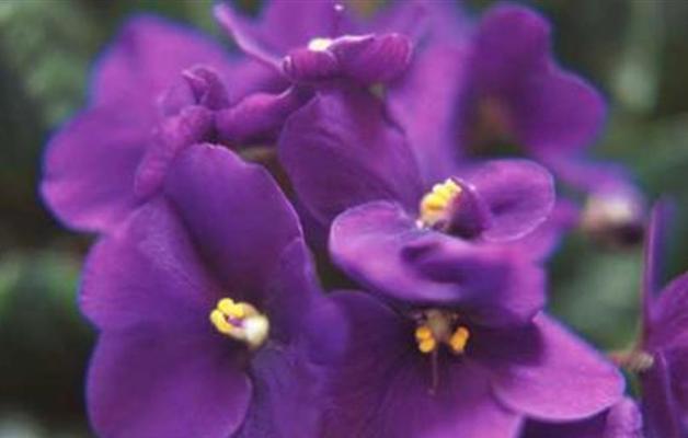 探究养殖紫罗兰黄叶的原因（分析黄叶成因及预防措施）