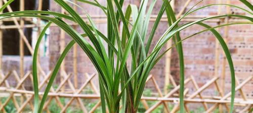 初入兰坛，盆栽兰花如何管理？（从兰花的选购到养护，掌握这些技巧让你的兰花常青常美。）