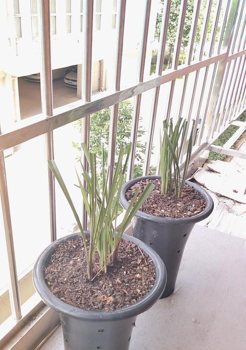 初入兰坛，盆栽兰花如何管理？（从兰花的选购到养护，掌握这些技巧让你的兰花常青常美。）