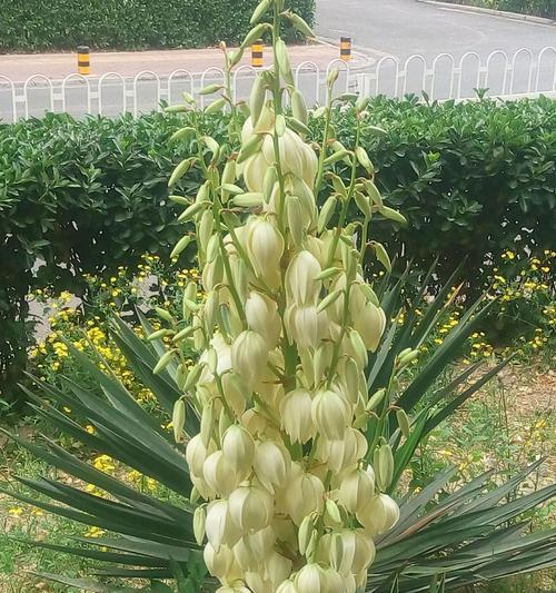 凤尾丝兰的花语（探寻凤尾丝兰花语中蕴含的深意）