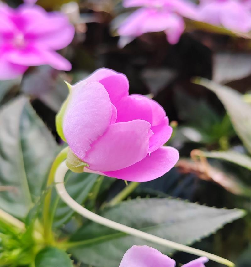 凤仙花的花语与象征意义（探索凤仙花的神秘花语世界）