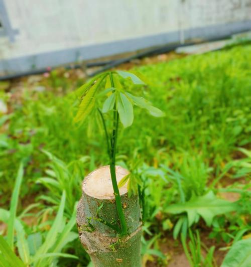 发财树扦插的正确方法（通过简单的步骤让你轻松种植出发财树）