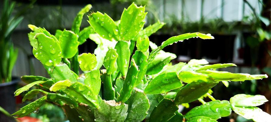 如何科学浇水施肥，让蟹甲兰绽放美丽花朵（掌握开花期，合理施肥浇水，让蟹甲兰茁壮成长）
