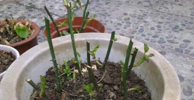 蔷薇的种植与养护（让你的蔷薇之美长盛不衰）
