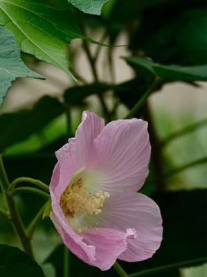 芙蓉花的花语与寓意（探寻芙蓉花的深刻内涵）