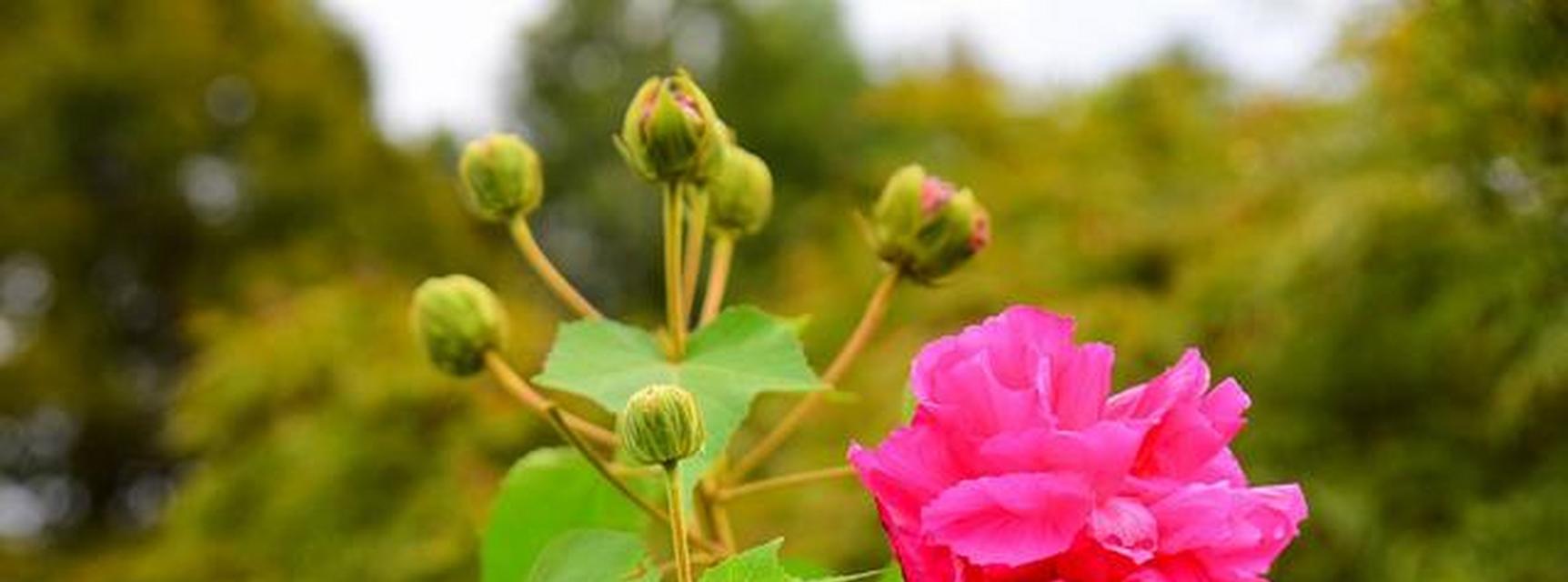 芙蓉花的花语与代表意义——揭示芙蓉花的浪漫与神秘（绽放在水中的美丽之花，芙蓉花的花语和象征意义一探究竟）