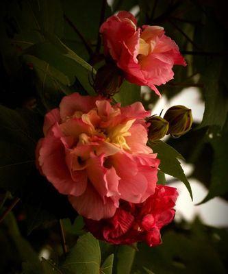 芙蓉花的花语与代表意义——揭示芙蓉花的浪漫与神秘（绽放在水中的美丽之花，芙蓉花的花语和象征意义一探究竟）