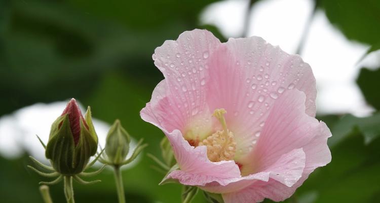 芙蓉花的象征意义——美丽坚韧的花朵（探寻芙蓉花的美与象征）