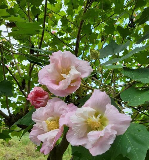 芙蓉花的象征意义——美丽坚韧的花朵（探寻芙蓉花的美与象征）