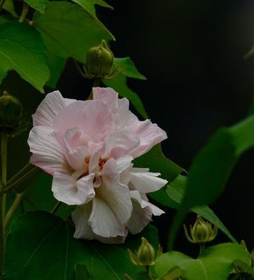 木芙蓉花语——浓情似水，傲然绽放（探索木芙蓉花语的深层含义，领略其独特之美）
