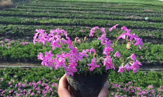 以丛生福禄考花语解读人生的幸福与成功（探索福禄考花语传达的秘密，开启人生的宏伟篇章）