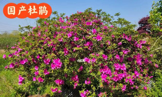 毛鹃花开花时间及特点（了解毛鹃开花时间，尽情享受美丽春光）