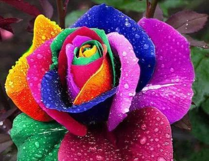 不同色彩的玫瑰花的寓意和花语（揭秘玫瑰花所代表的情感和象征）