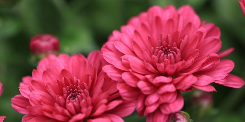 菊花花语与寓意（探索各种菊花的意义与象征）