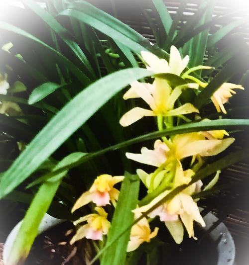 兰花花语大全（探索兰花的花语，传递深情与祝福）