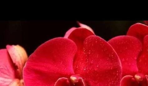 兰花花语大全（探索兰花的花语，传递深情与祝福）