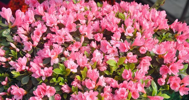 蜡叶杜鹃病虫害防治（掌握这些知识，让蜡叶杜鹃健康成长）