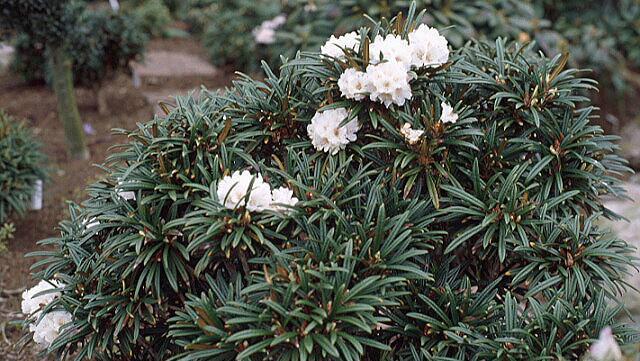 蜡叶杜鹃病虫害防治（掌握这些知识，让蜡叶杜鹃健康成长）