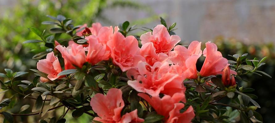 蜡叶杜鹃病虫害防治（掌握这些知识，让蜡叶杜鹃健康成长）