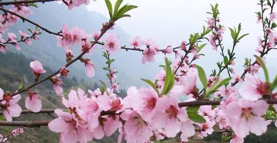 欣赏春季的美丽——桃花盛开时节（赏花必须知道的事情，快来看看吧！）
