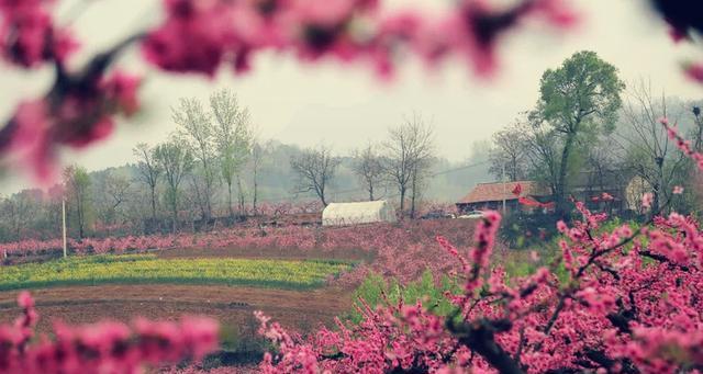 欣赏春季的美丽——桃花盛开时节（赏花必须知道的事情，快来看看吧！）
