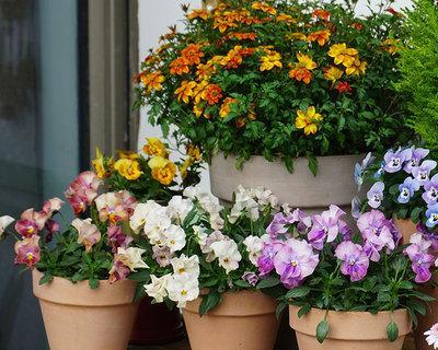 打造美丽庭院花卉养殖与搭配技巧（让你的庭院变成花海主题花卉搭配与养护）