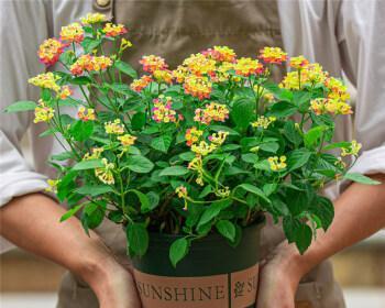 打造美丽庭院花卉养殖与搭配技巧（让你的庭院变成花海主题花卉搭配与养护）