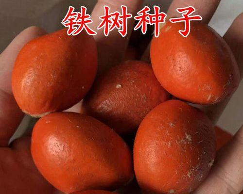铁树种子为何不发芽（探究铁树种子不发芽的原因和解决方法）