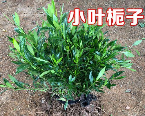 小叶栀子花移植枯萎，解决办法大全（轻松拯救你的小叶栀子花，摆脱移植后的困扰）