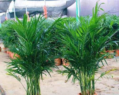 怎样养殖袖珍椰子树（打造家居绿色健康的好选择）