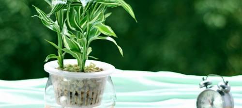 如何正确养护富贵竹——从水开始（水养技巧、注意事项、生长调控）