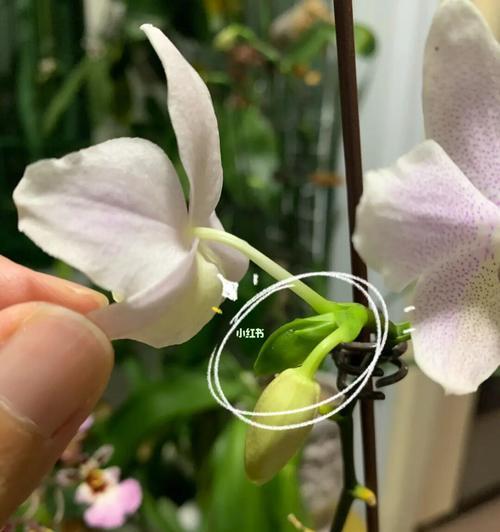 如何成功憋芽（从基础知识到实践，掌握蝴蝶兰憋芽的要领）