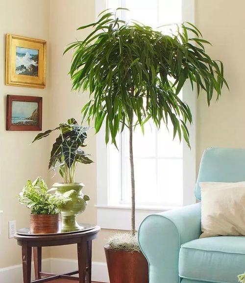 长期在室内耐阴的植物（打造居家绿色空间，让阳光和生机充满您的生活）