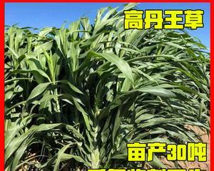 高丹王草的种植技巧（如何种植出茂密的高丹王草）