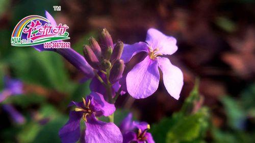 二月兰种子播种时间与方法（如何在适宜的时间和方法下种植二月兰）