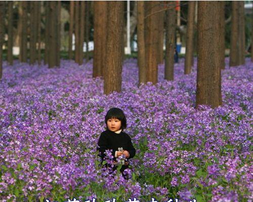 二月兰种子播种时间与方法（如何在适宜的时间和方法下种植二月兰）