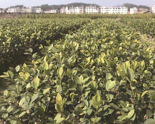茶油树种植条件详解（打造理想的茶油树种植环境，让收成更加丰盈）