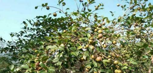 茶油树种植条件详解（打造理想的茶油树种植环境，让收成更加丰盈）