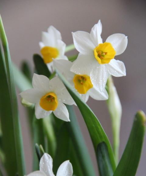 探秘水仙花的种类（水仙花品种分类与特点）