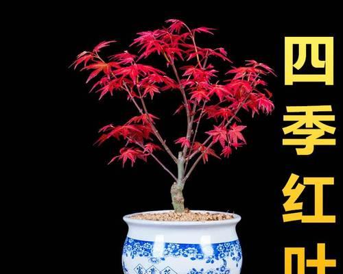 四季红枫树的养护与管理（打造四季红枫树的独特风采）