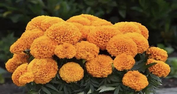 万寿菊种子的种植方法（从撒种到开花，轻松培育美丽花园）