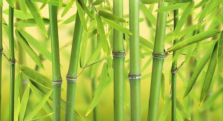 竹子（竹子的生态与应用）