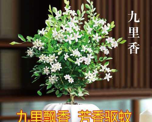 九里香（掌握这个小妙招，告别蚊虫困扰）