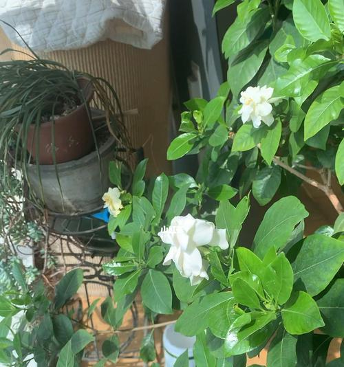 如何让栀子花在春节绽放（打造栀子花的春节盛宴）