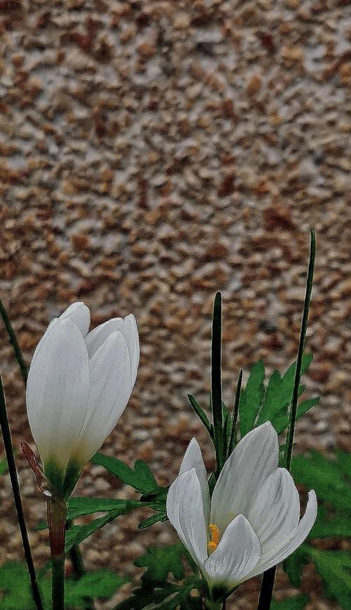 白花葱兰生长特性剖析（探究白花葱兰的生长习性及适宜环境条件）