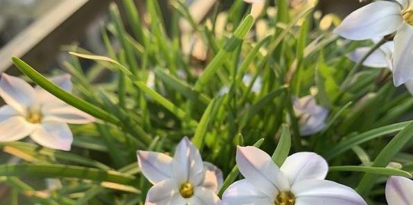 白花葱兰生长特性剖析（探究白花葱兰的生长习性及适宜环境条件）