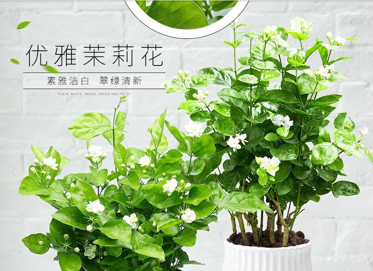 茉莉花的养护指南（关注这些要点，让茉莉花常年芬芳怒放）