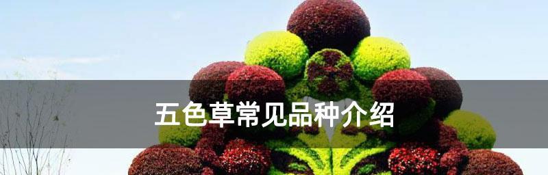 草的种类大全（探索不同草的分类及特点）