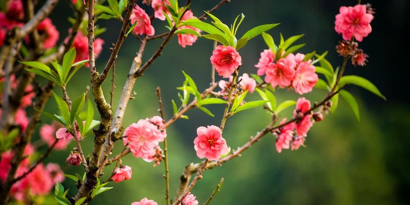 春日繁花——探秘桃花开放的奥秘（桃花盛宴，唤醒春日生机）