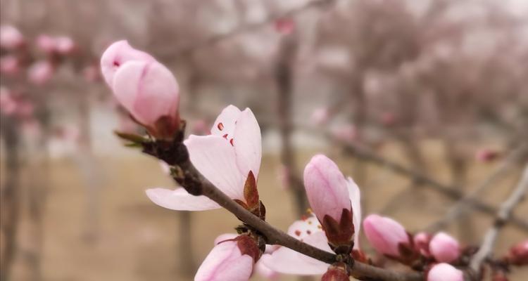 春日繁花——探秘桃花开放的奥秘（桃花盛宴，唤醒春日生机）